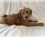 Puppy Starry Goldendoodle
