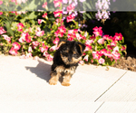 Small #4 Yorkshire Terrier