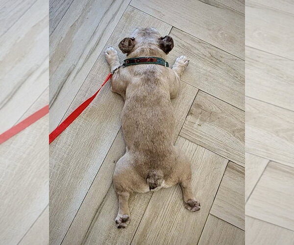 Medium Photo #4 French Bulldog Puppy For Sale in Dumont, NJ, USA