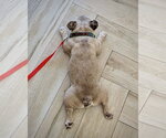Small #3 French Bulldog