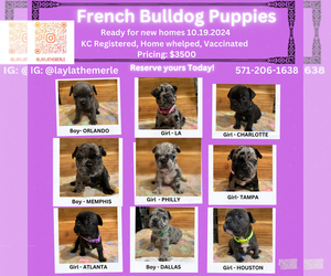 French Bulldog Puppy for Sale in ALEXANDRIA, Virginia USA