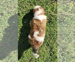 Small Photo #16 Saint Bernard Puppy For Sale in TURLOCK, CA, USA