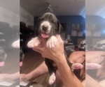 Pearl - Female Great Dane Puppy for Sale - Photo #6