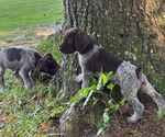 Puppy 5 Saddle Boy German Shorthaired Pointer-German Wirehaired Pointer Mix