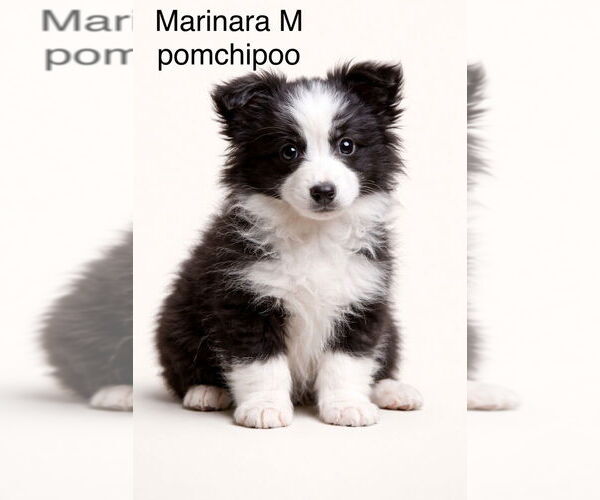 Medium Photo #1 Pom-A-Poo Puppy For Sale in Studio City, CA, USA