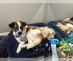 Small #9 Australian Shepherd Mix