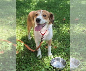 Border-Aussie Dogs for adoption in House Springs, MO, USA