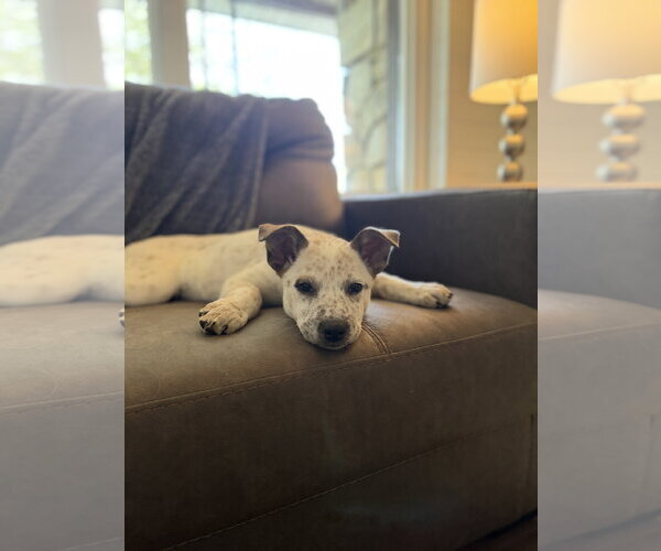 Medium Photo #6 Collie-Unknown Mix Puppy For Sale in Sandy, UT, USA