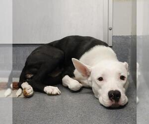 American Staffordshire Terrier Dogs for adoption in San Antonio, TX, USA