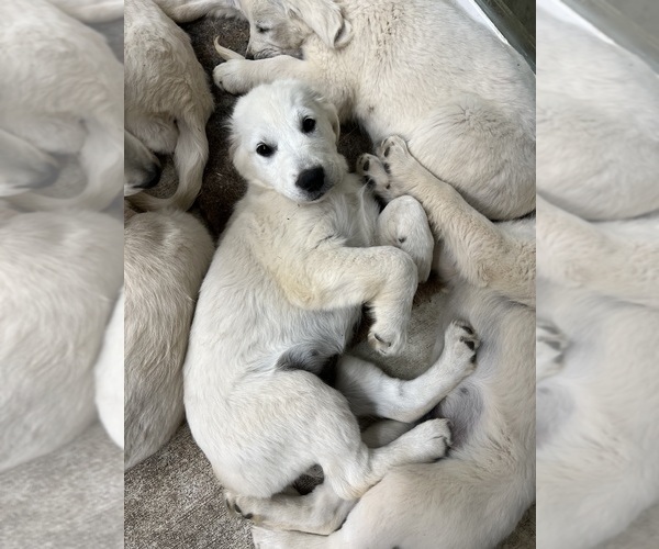 Medium Photo #11 Golden Retriever Puppy For Sale in WILTON, CA, USA