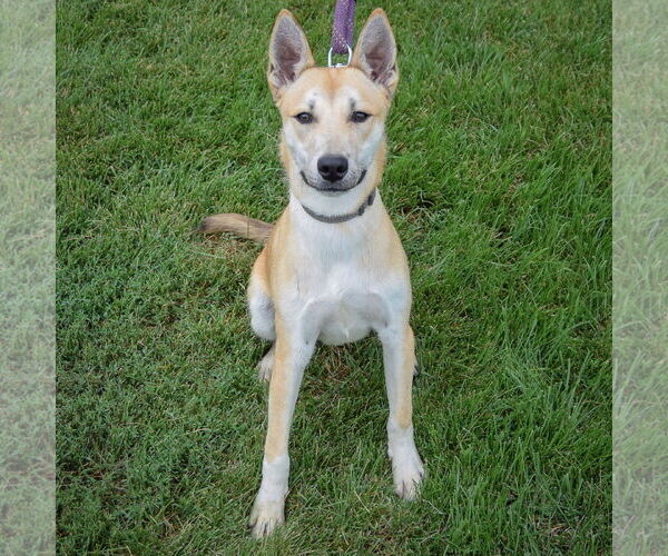 Medium Photo #5 Carolina Dog-Huskies  Mix Puppy For Sale in Huntley, IL, USA