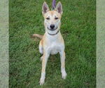 Small #4 Carolina Dog-Huskies  Mix