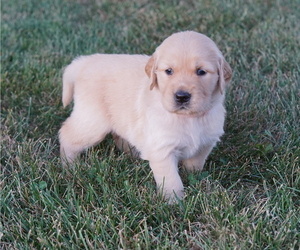 Golden Retriever Puppy for sale in CONGERVILLE, IL, USA