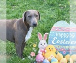 Small #1 Weimaraner