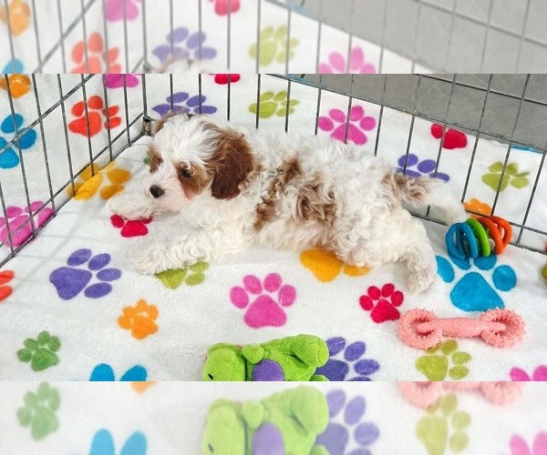 Medium Photo #5 Cavapoo (Miniature)-Poodle (Toy) Mix Puppy For Sale in ORO VALLEY, AZ, USA
