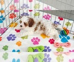Small #4 Cavapoo (Miniature)-Poodle (Toy) Mix