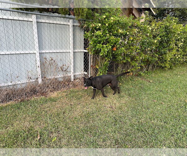 Medium Photo #3 Labrador Retriever-Unknown Mix Puppy For Sale in Miami, FL, USA