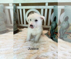 Mutt Dogs for adoption in Oak Bluffs, MA, USA