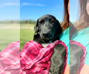 Borador Dogs for adoption in Mt. Laurel, NJ, USA