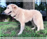 Small Photo #4 Great Pyrenees Puppy For Sale in Spring, TX, USA