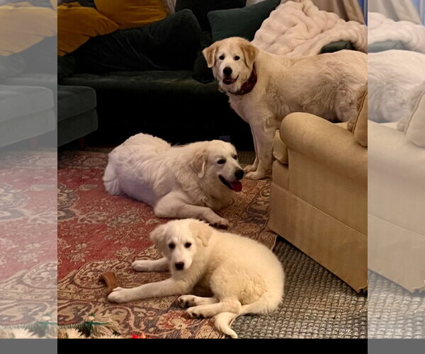 Medium Photo #3 Great Pyrenees-Unknown Mix Puppy For Sale in Croydon, NH, USA