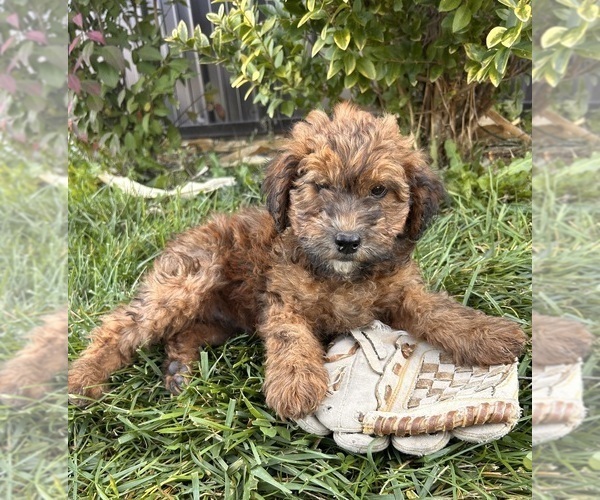 Medium Photo #2 Poodle (Miniature)-Whoodle Mix Puppy For Sale in MIDDLEBURY, IN, USA