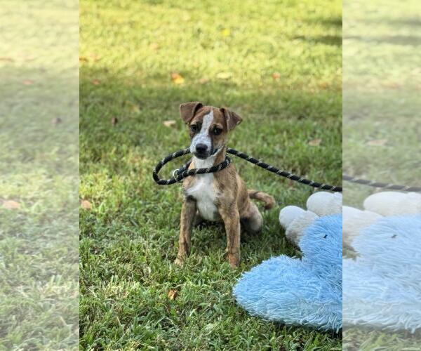 Medium Photo #4 Dachshund-Unknown Mix Puppy For Sale in Yardley, PA, USA