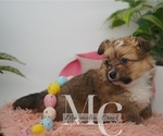 Small Photo #17 Pembroke Welsh Corgi Puppy For Sale in CRESTVIEW, FL, USA