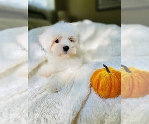 Maltipoo Puppy for sale in COOKEVILLE, TN, USA