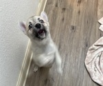 Small #106 Pomsky