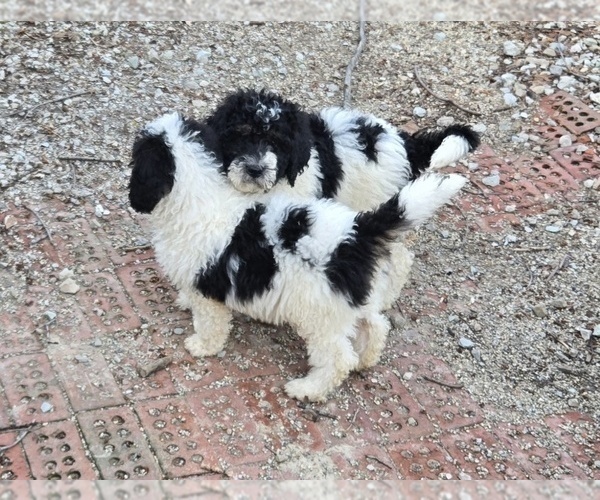 Medium Photo #3 Bernedoodle Puppy For Sale in GREENWOOD, IN, USA