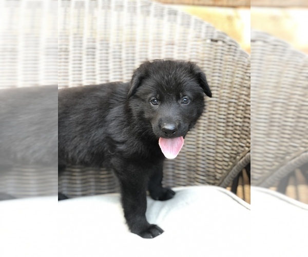 Medium Photo #8 German Shepherd Dog Puppy For Sale in BIRMINGHAM, PA, USA