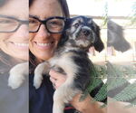 Small #3 Australian Shepherd-Maltese Mix