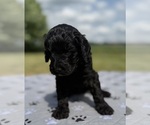 Small #1 Goldendoodle