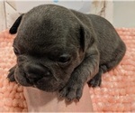 Small Photo #3 French Bulldog Puppy For Sale in PORTSMOUTH, RI, USA