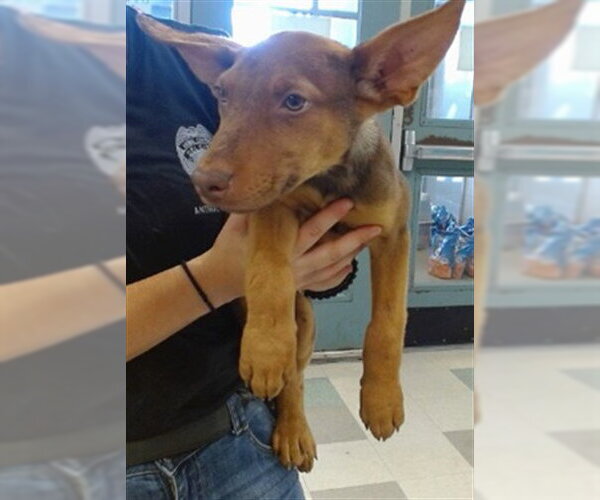 Medium Photo #1 German Shepherd Dog-Unknown Mix Puppy For Sale in Oklahoma City, OK, USA