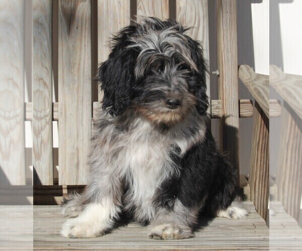 Medium Photo #4 Aussiedoodle Puppy For Sale in FREDERICKSBURG, OH, USA