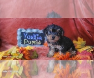 Medium Yorkshire Terrier