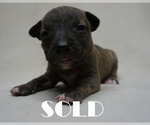Small #4 American Bully-Bull Terrier Mix