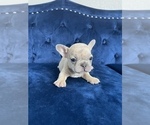 Small Photo #53 French Bulldog Puppy For Sale in CHARLOTTE, NC, USA