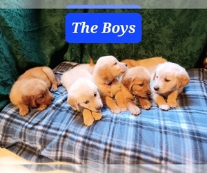 Medium Golden Retriever