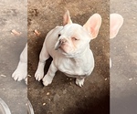 Small Photo #5 French Bulldog Puppy For Sale in GLENDORA, CA, USA