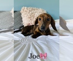 Small Photo #20 Dachshund Puppy For Sale in COOKEVILLE, TN, USA