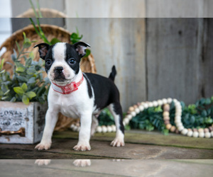 Medium Boston Terrier