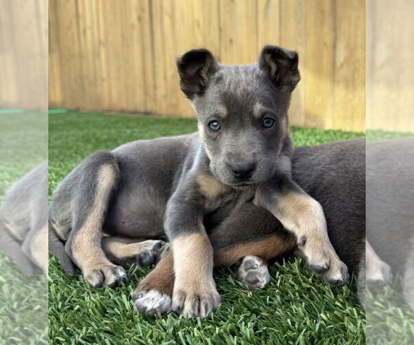 Medium Photo #1 Mutt Puppy For Sale in Dana Point, CA, USA