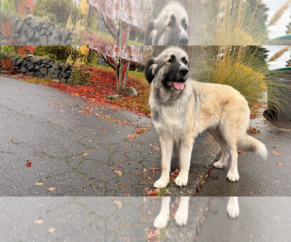 Medium Photo #2 Great Pyrenees Puppy For Sale in Bend, OR, USA
