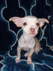 Chihuahua Puppy for sale in ROUND ROCK, TX, USA
