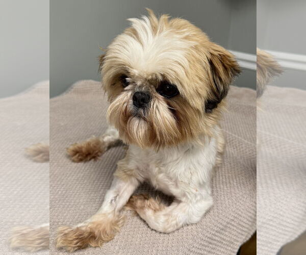 Medium Photo #4 Shih Tzu Puppy For Sale in Mount Airy, NC, USA
