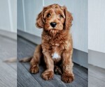 Small Photo #5 Goldendoodle-Poodle (Standard) Mix Puppy For Sale in BALDWIN HILLS, CA, USA