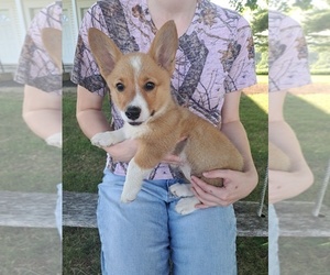 Pembroke Welsh Corgi Litter for sale in SHILOH, OH, USA